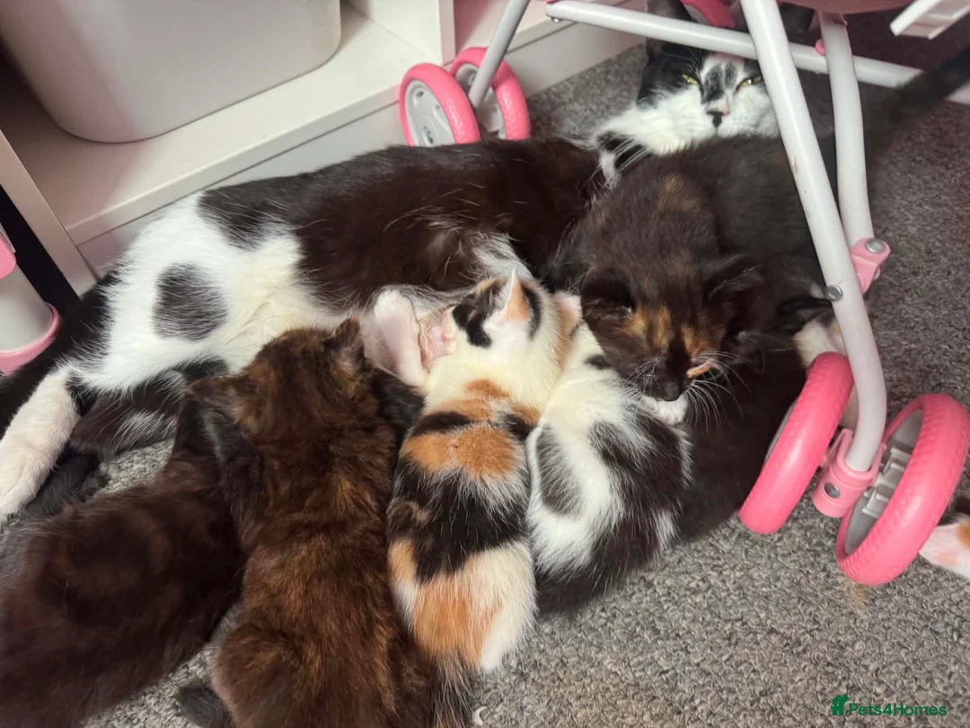 Mixed Breed cats for sale: Kittens ready to leave  in Rotherham - Advert 2