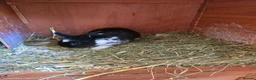 Netherland Dwarf rabbits for sale: Neatherland dwarf bucks in Llandeilo - Advert 5