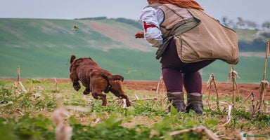 Labrador Retriever dogs - Advert 8