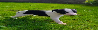 Whippet 2