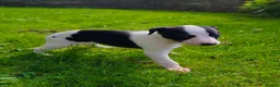 Whippet dogs for sale: 1 Girl Left - KC Whippet Puppies in Aberdeenshire - Advert 19