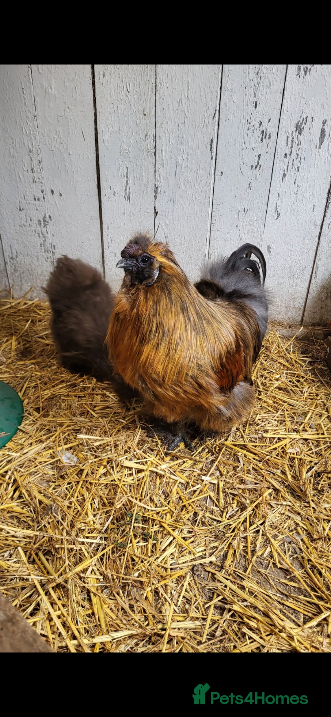 Chickens poultry Silkie cockeral and hens - Advert 1