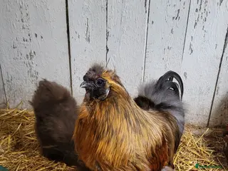 Chickens poultry Silkie cockeral and hens - Advert 1