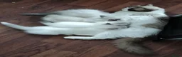 Ragdoll cats for sale: Stunning ragdoll kittens looking for new homes - Advert 6