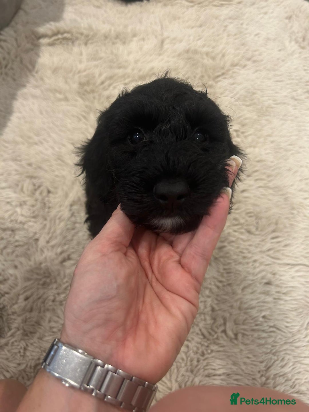 Cockapoo dogs for sale: F1 cockerpoos  - Image 20