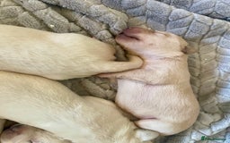 Labrador Retriever dogs for sale: Labrador puppies 5 gen pedigree health tested - Image 11