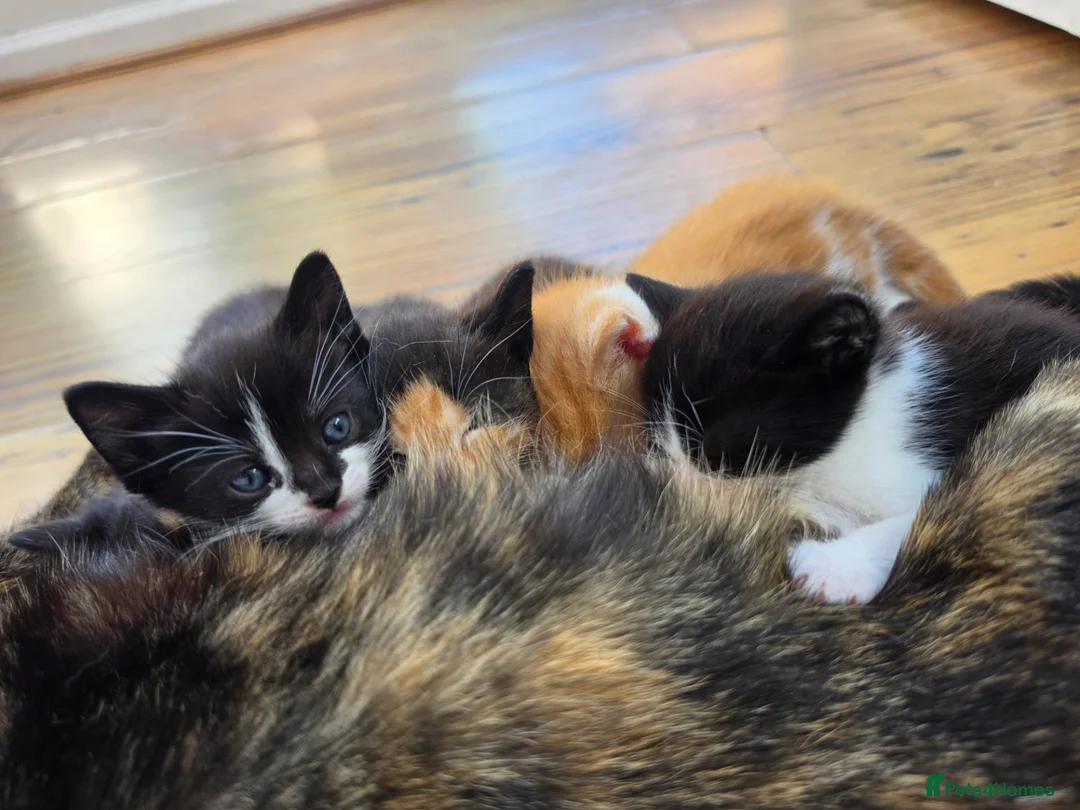 Mixed Breed cats for sale: 🐱 Cute Kittens for Sale 🐾  - Advert 1