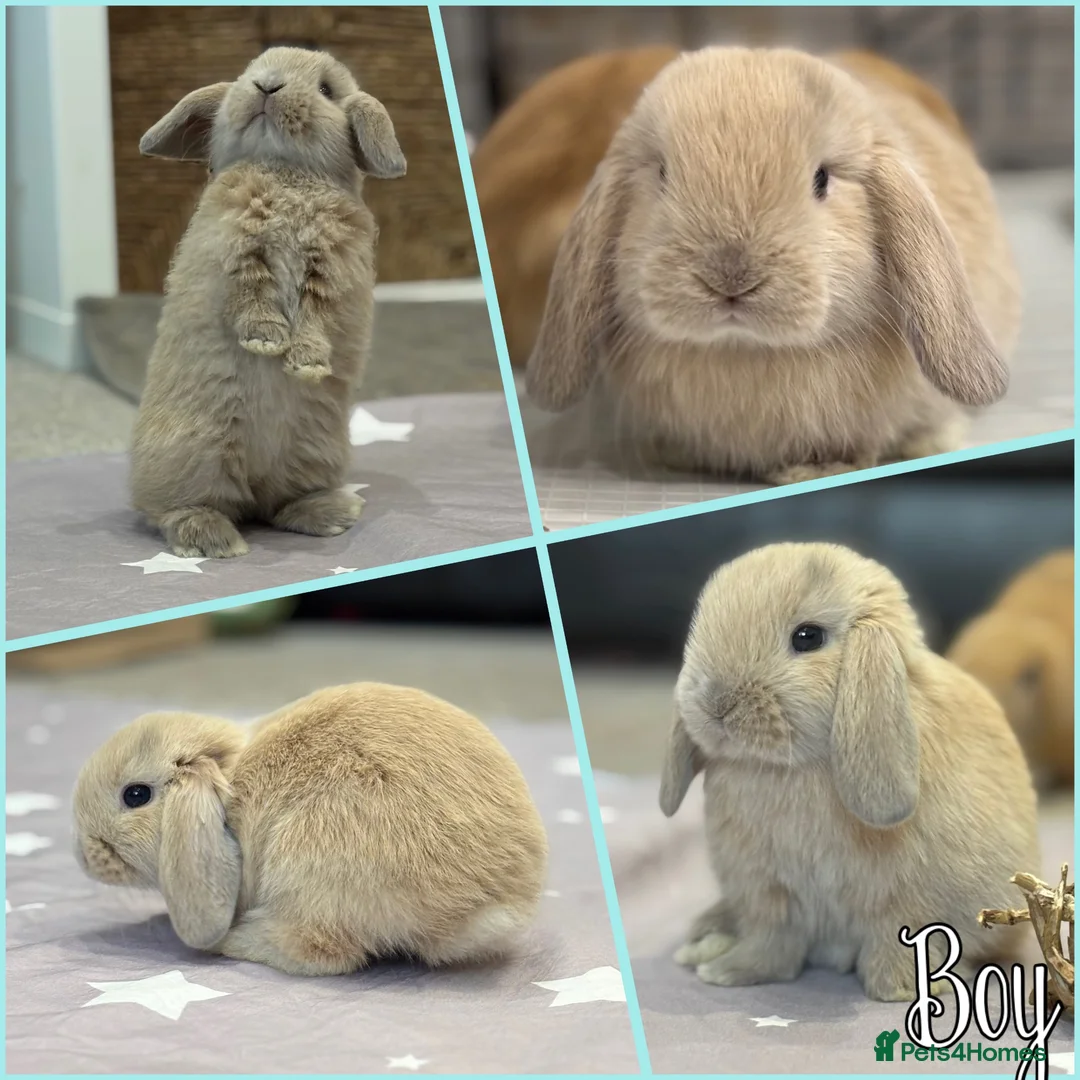 Mini Lop rabbits for sale: Beautiful baby mini lops - Advert 1