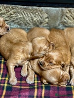 Golden Retriever dogs - Advert 2