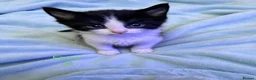 Mixed Breed cats for sale: 3 beautiful kittens for sale - Advert 7
