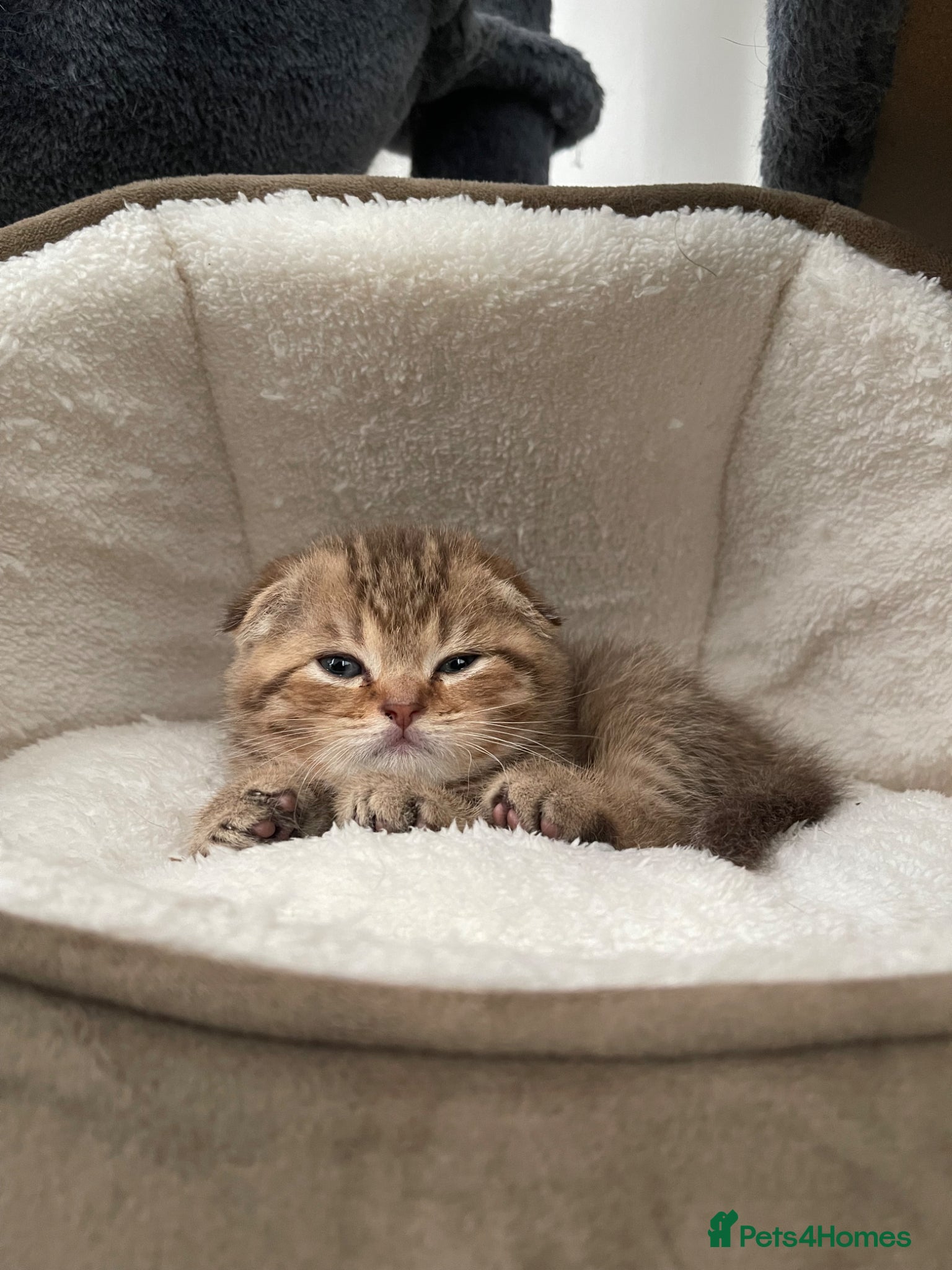 Scottish Fold cats Scottish Fold Boy  - Advert 3