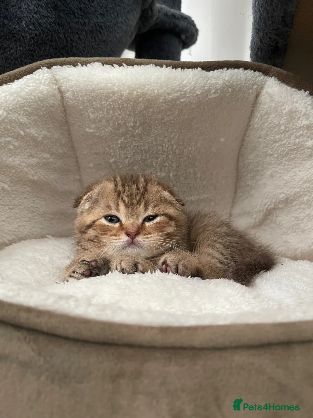 Scottish Fold cats for sale: Scottish Fold Boy  - Advert 1