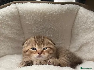 Scottish Fold cats Scottish Fold Boy - Advert 12