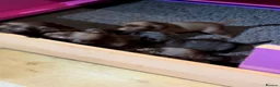 Labrador Retriever dogs for sale: Macy's Litter - Advert 3