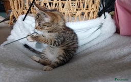 Mixed Breed cats for sale: tabby bengal cross male kitten - Image 1