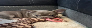 French Bulldog Puppy 4