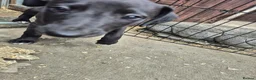 Whippet dogs for sale: Mixed Whippets  - Advert 8