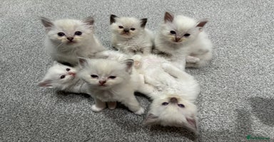 Ragdoll cats - Advert 5