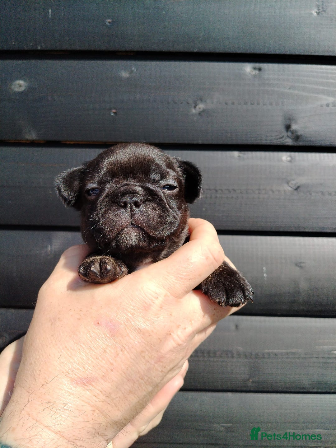 French Bulldog dogs for sale: French bulldog  in Londonderry - Image 6