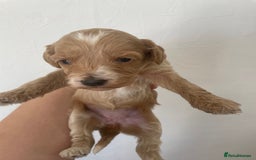 Cockapoo dogs for sale: ⭐️⭐️7 gorgeous toy cockapoo pups F1b ⭐️⭐️🧸 - Image 5
