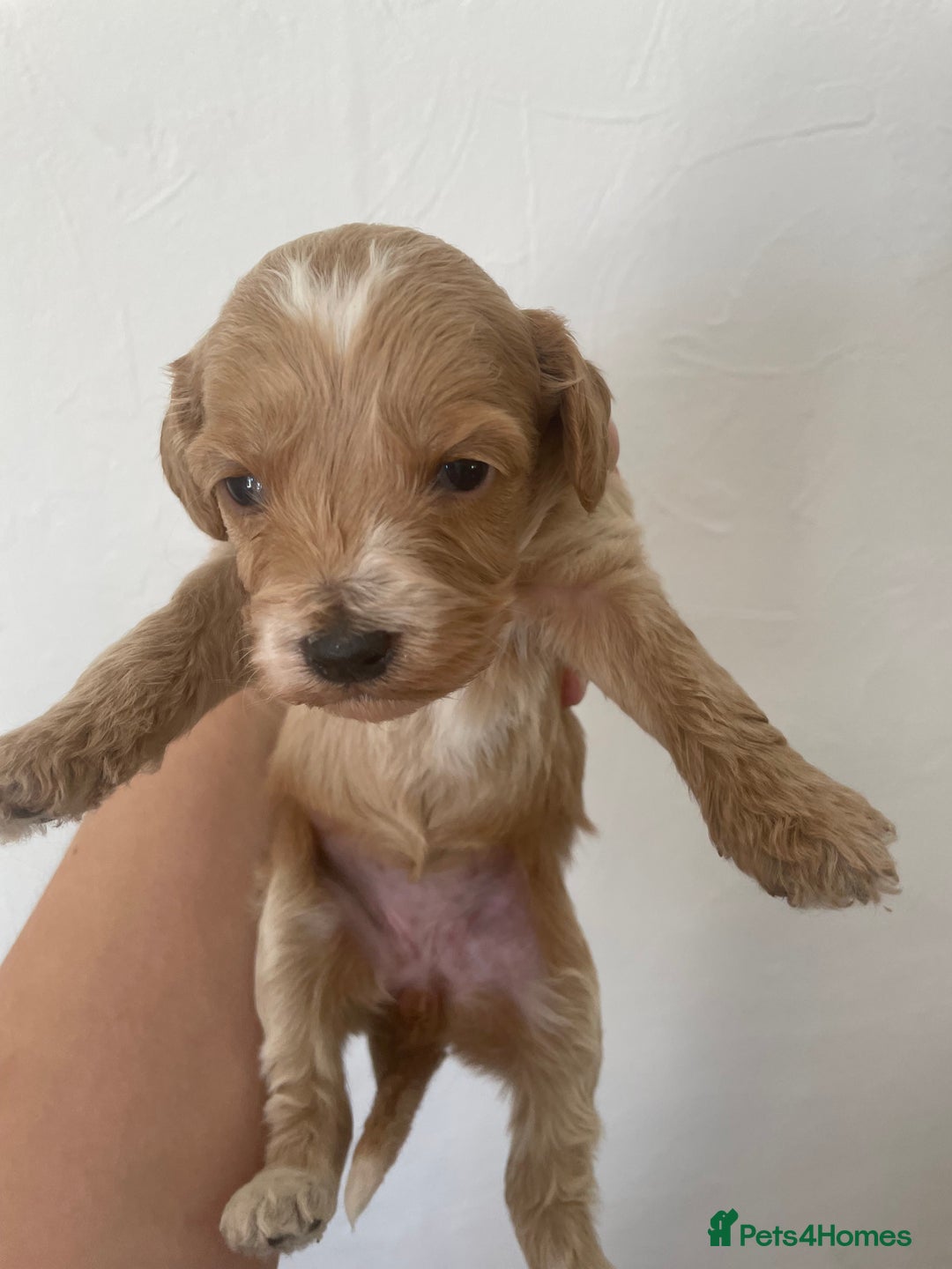 Cockapoo dogs for sale: ⭐️⭐️7 gorgeous toy cockapoo pups F1b ⭐️⭐️🧸 - Image 5