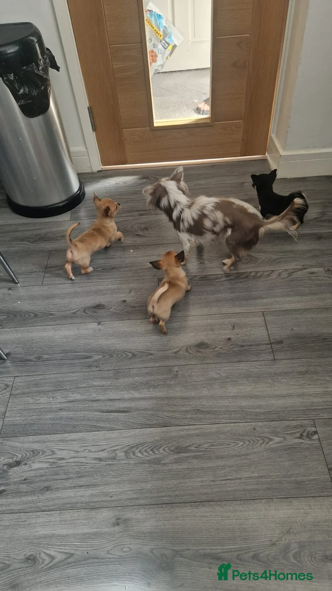 Chihuahua dogs for sale: 3 Chihuahus for sale. Available immediately. in Birmingham - Advert 2