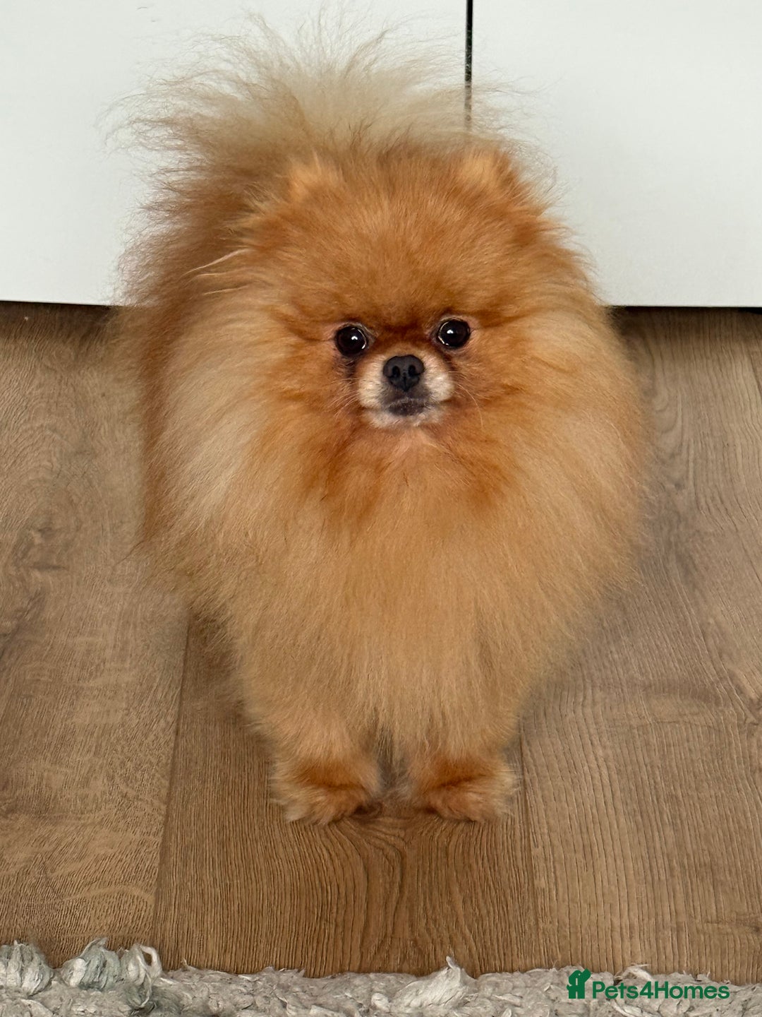 Pomchi dogs for sale: Pomchi boys - Advert 2