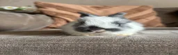 Mini Lop rabbits for sale: Lop bunnies  - Advert 8