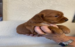 Cocker Spaniel dogs for sale: SHOW TYPE COCKER SPANIEL PUPS - Image 9