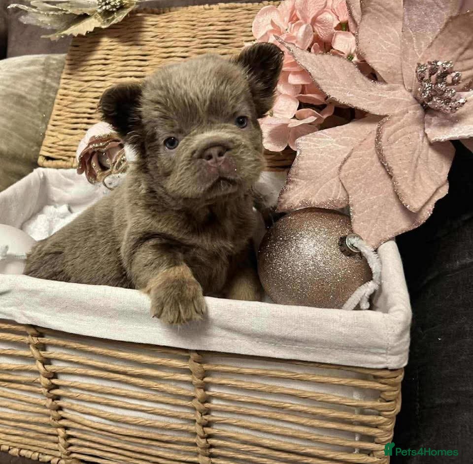 French Bulldog dogs French Bulldog Visual fluffies - Advert 2