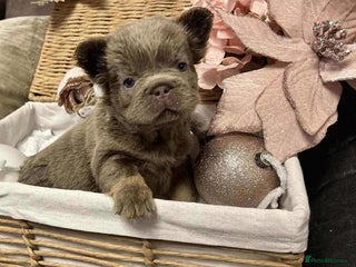 French Bulldog dogs French Bulldog Visual fluffies - Advert 1