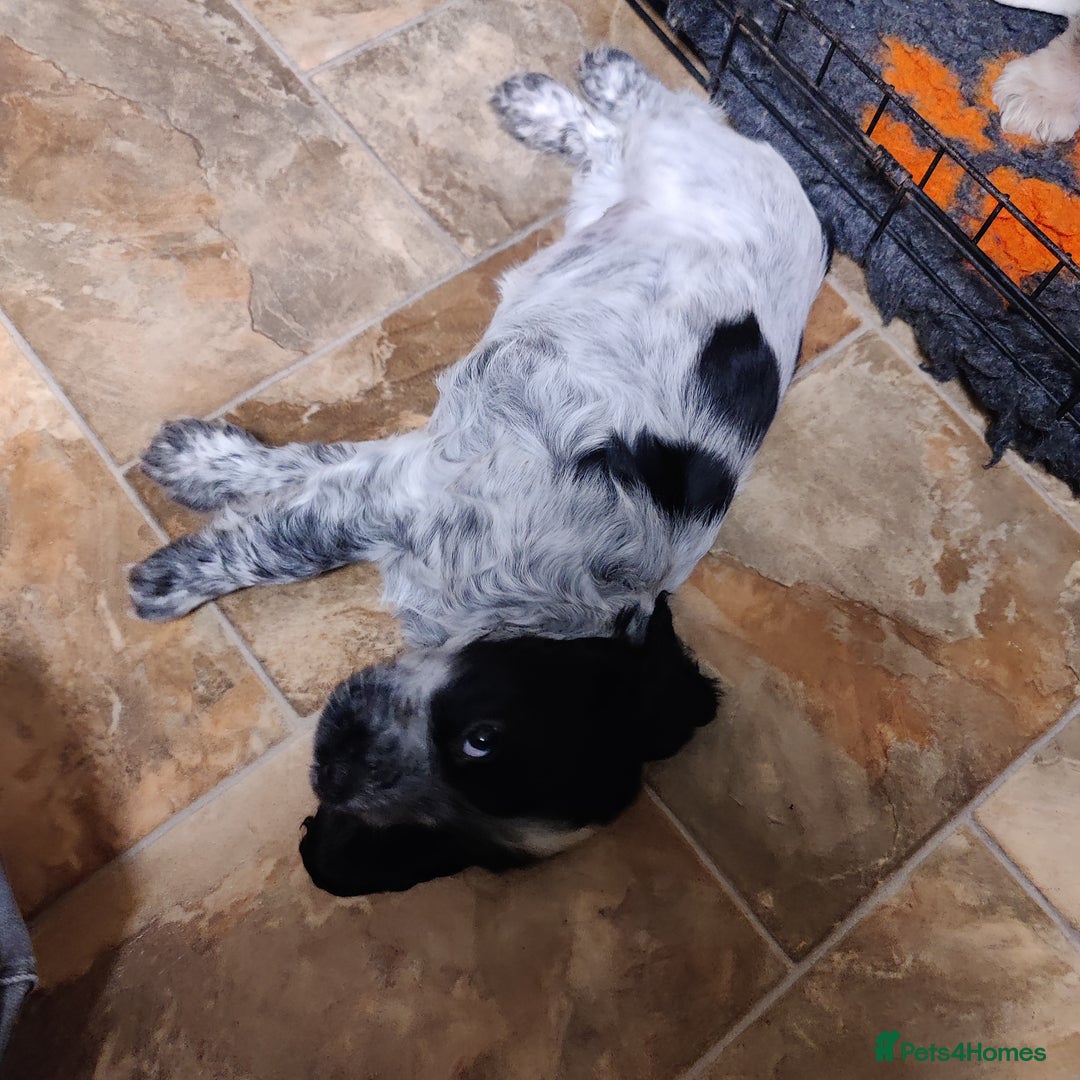 Cocker Spaniel dogs for sale: KC Registered Show Type Cocker Spaniel  - Advert 11