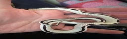 King Snake reptiles for sale: Rare Morph High White King Snake and Viv - Advert 3