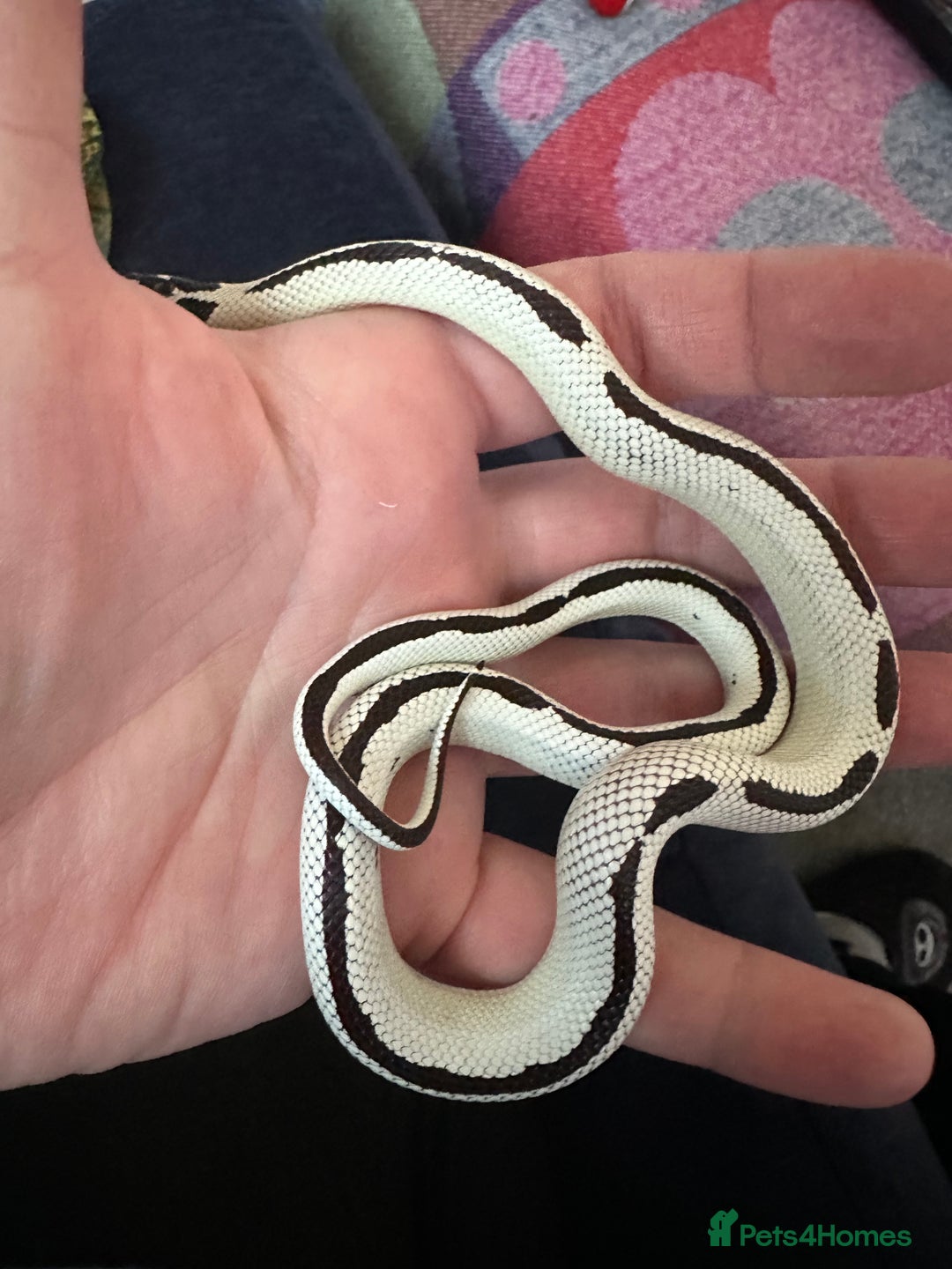 King Snake reptiles for sale: Rare Morph High White King Snake and Viv - Advert 3