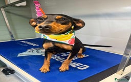 Mixed Breed dogs for sale: Beautiful Cocker Spaniel x Miniature Pinscher Girl - Image 1