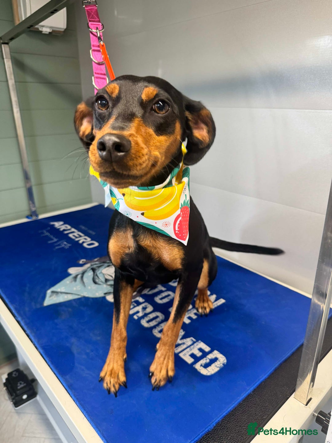 Mixed Breed dogs for sale: Beautiful Cocker Spaniel x Miniature Pinscher Girl - Image 1