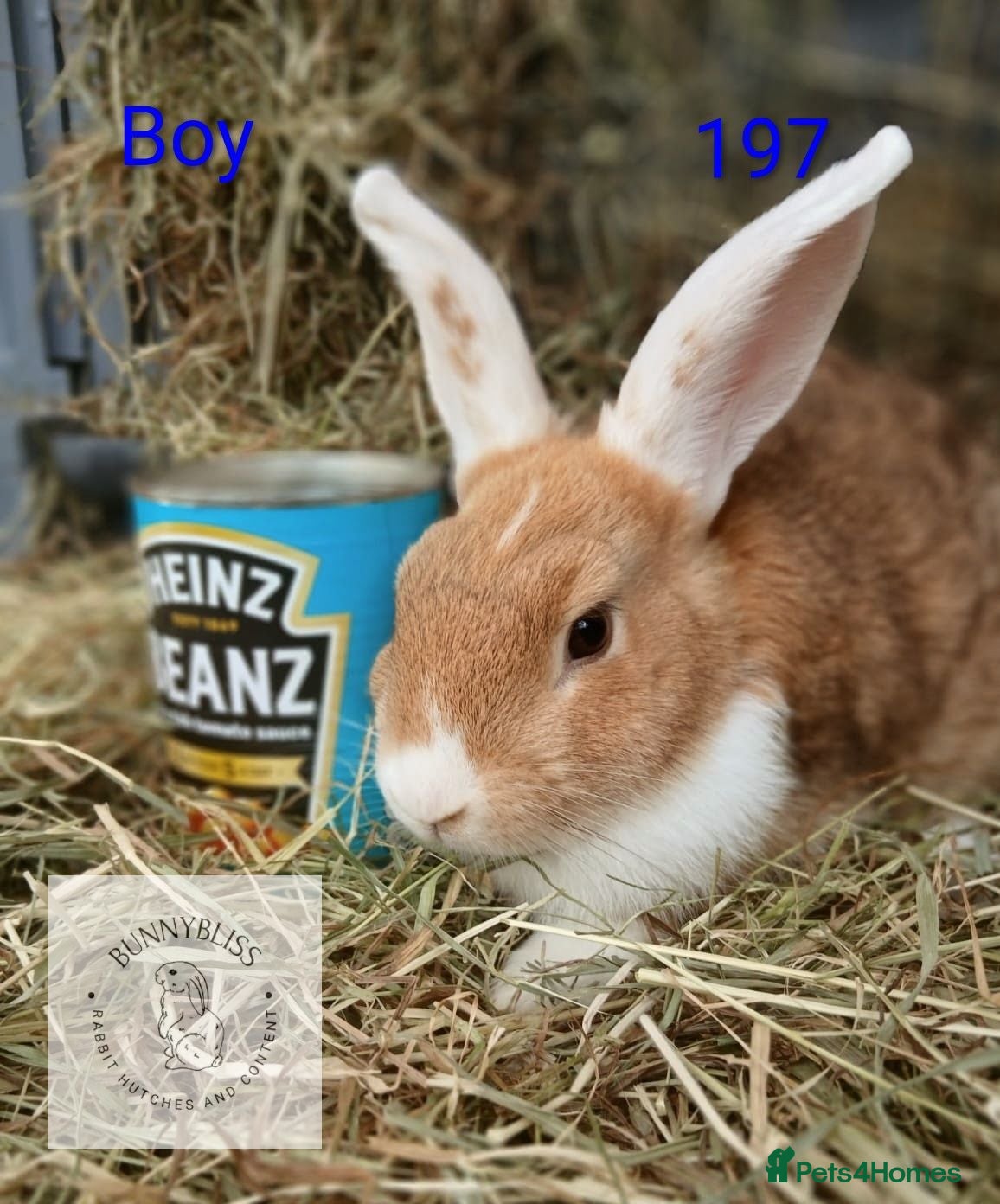 Mixed Breed rabbits 7 bunnies looking for new homes  - Advert 1