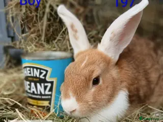 Mixed Breed rabbits 5 bunnies looking for new homes - Advert 9