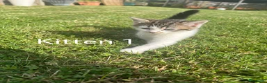 Kitten 1
