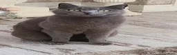 Mixed Breed cats for sale: British short hair mix breed (black) - Advert 2