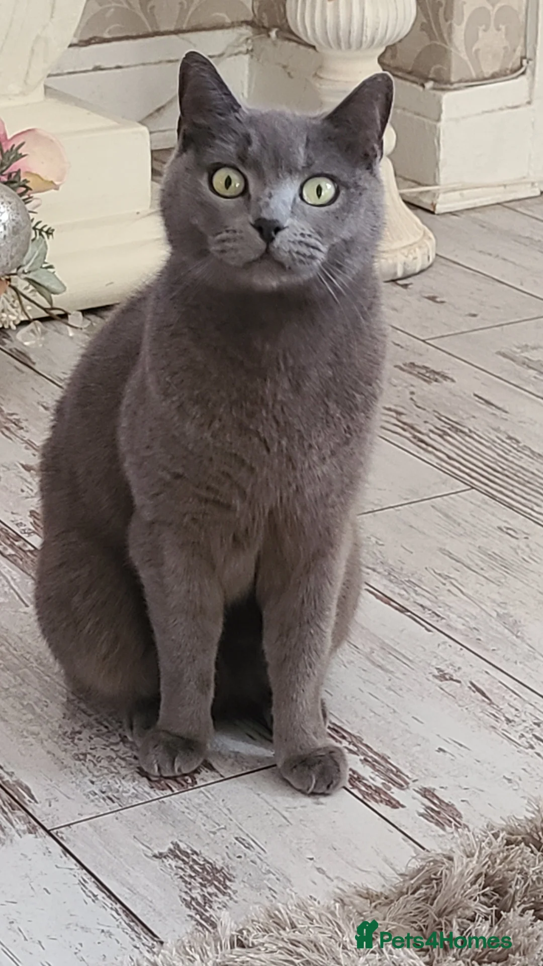 Mixed Breed cats for sale: British short hair mix breed (black) - Advert 2