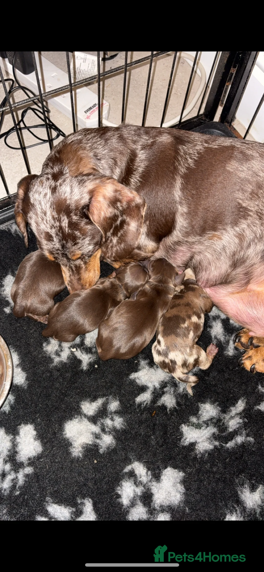 Miniature Dachshund dogs for sale: Miniature Dachshund Girl  - Advert 4