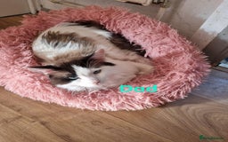 Ragdoll cats for sale: Bicolour ragdoll kittens  - Image 11