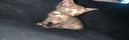 Mixed Breed cats for sale: Beautiful tortie shell girl in London - Advert 10