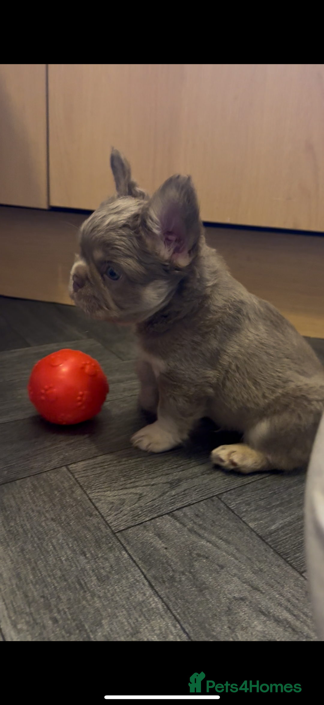 French Bulldog dogs for sale: Fluffy f - Advert 8