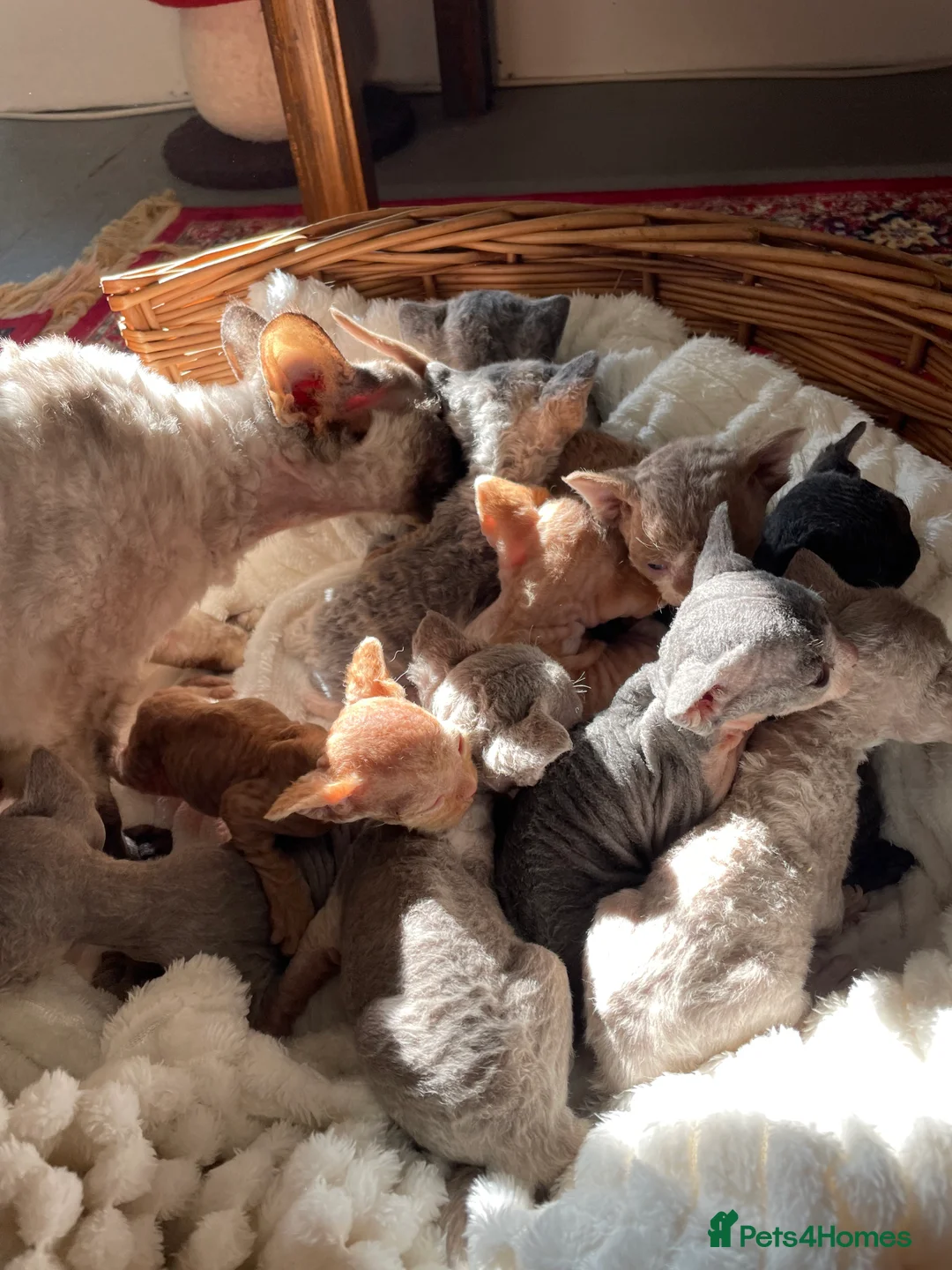 Devon Rex cats for stud: Devon Rex lilac - Advert 12