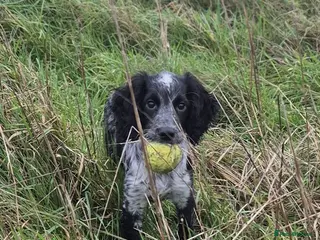 Cocker Spaniel dogs KC Working Cocker Spaniel - Advert 2