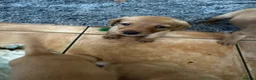 Labrador Retriever dogs for sale: 2 FOX RED LABRADOR BOYS LEFT READY NOW  - Advert 7