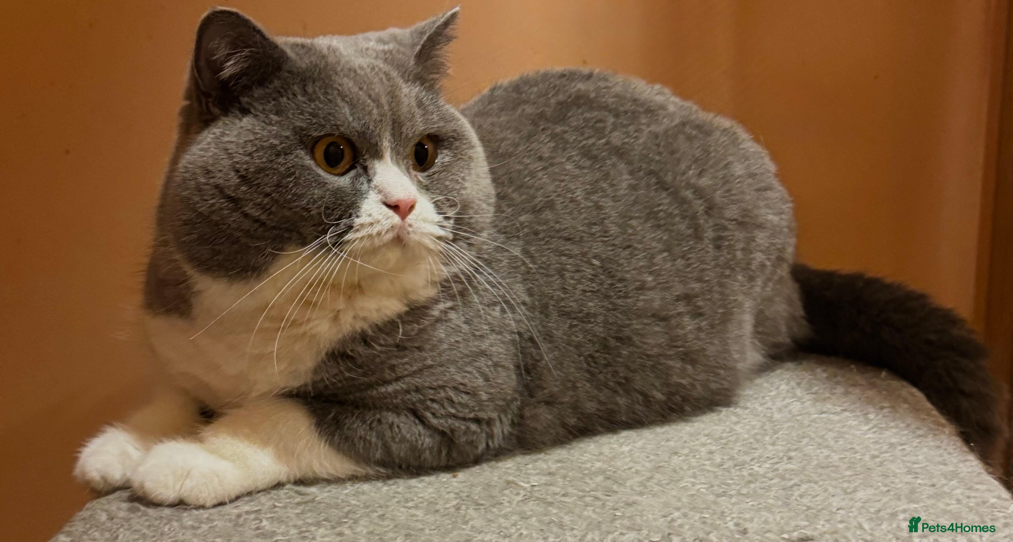 British Shorthair cats Stunning Pedigree GCCF BSH male for stud!! - Advert 11