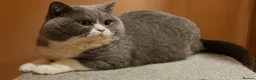 British Shorthair cats for stud: Stunning Pedigree GCCF BSH male for stud!! - Advert 1